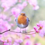 3月~4月のご予約状況、面談場所の花